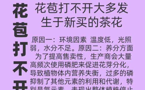 山茶花为什么不开花？六大核心养护密码全解析