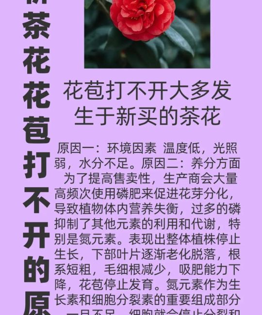 山茶花为什么不开花？六大核心养护密码全解析