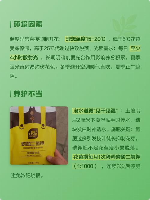山茶花为什么不开花?六大核心养护密码全解析 修剪促花系统指导