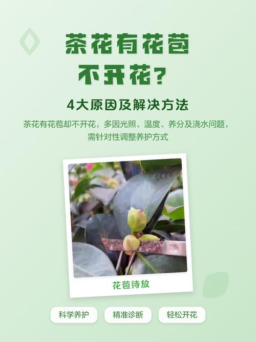 山茶花为什么不开花?六大核心养护密码全解析 盆栽/地栽选择决策