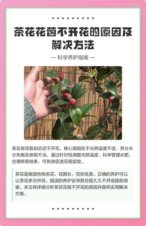 山茶花为什么不开花?六大核心养护密码全解析 常见误区与纠正