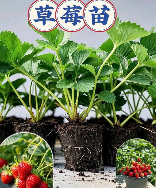 草莓苗价格多少？2024年最新报价及影响因素全解析