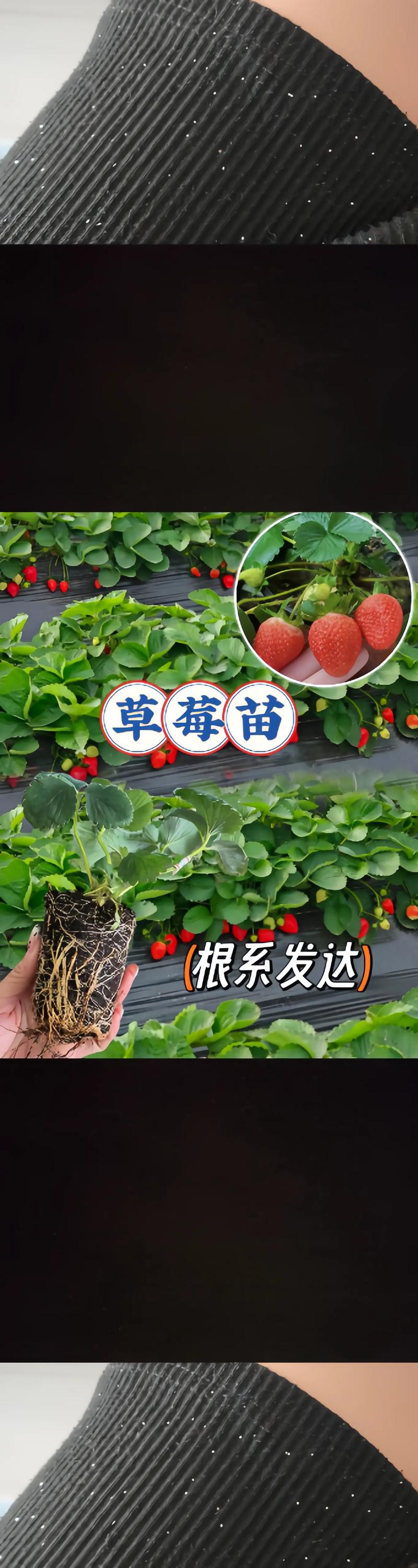 草莓苗价格多少?2024年最新报价及影响因素全解析 运输方式与包装费用