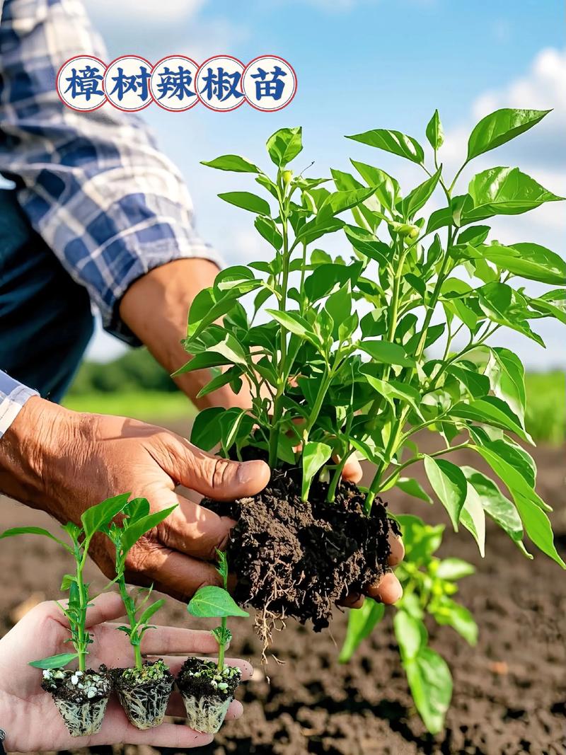 辣椒苗栽深好不好?深度解析正确栽植技巧与误区 三、深栽埋藏的三大风险