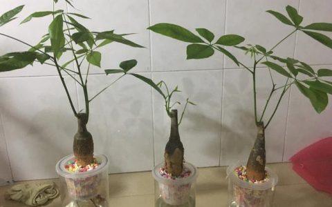 发财树怎么繁殖新苗？播种与水培扦插全攻略