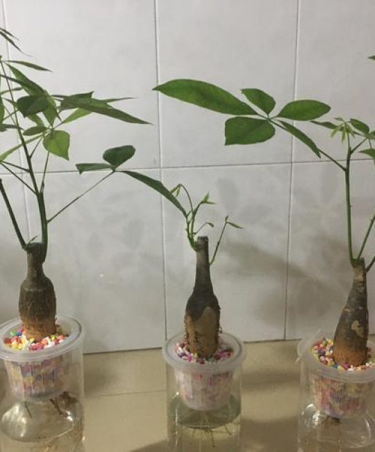 发财树怎么繁殖新苗？播种与水培扦插全攻略