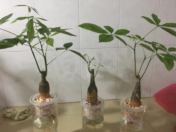 发财树怎么繁殖新苗?播种与水培扦插全攻略 发财树怎么繁殖新苗?播种与水培扦插全攻略