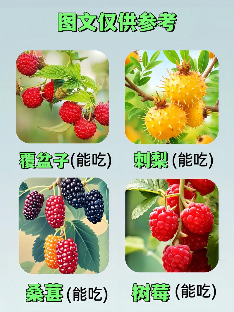 春日野果之王:树莓的食用、药用价值与安全食用指南 二、传统记载中的药用常识