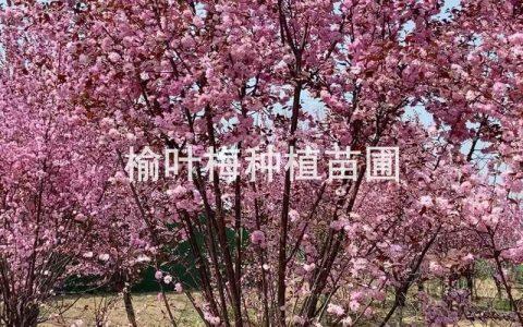 榆叶梅小苗多少钱一颗？2026年价格参考与五大因素影响解析
