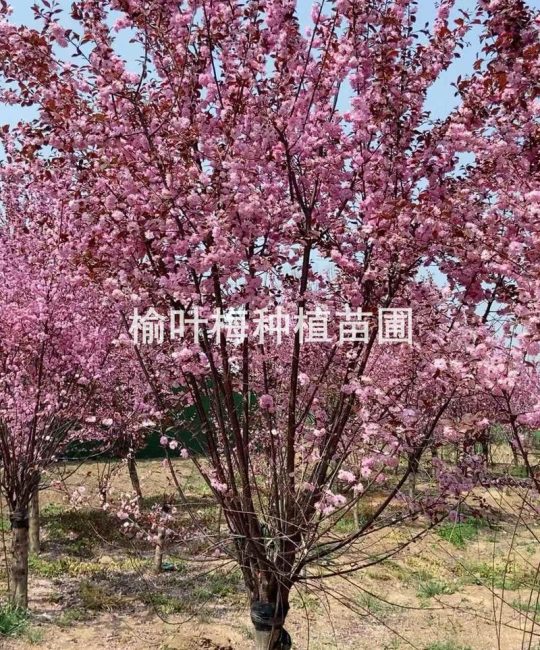榆叶梅小苗多少钱一颗？2026年价格参考与五大因素影响解析