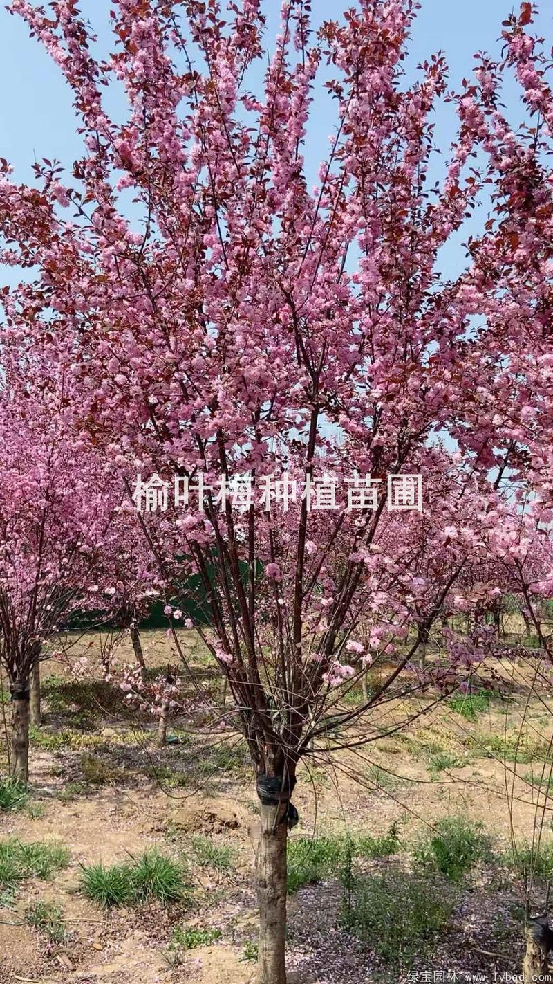 榆叶梅小苗多少钱一颗?2026年价格参考与五大因素影响解析 价格快速参考:先看结论
