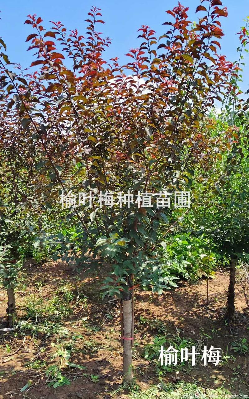 榆叶梅小苗多少钱一颗?2026年价格参考与五大因素影响解析 产地影响:就近采购,物流成本省15%-30%