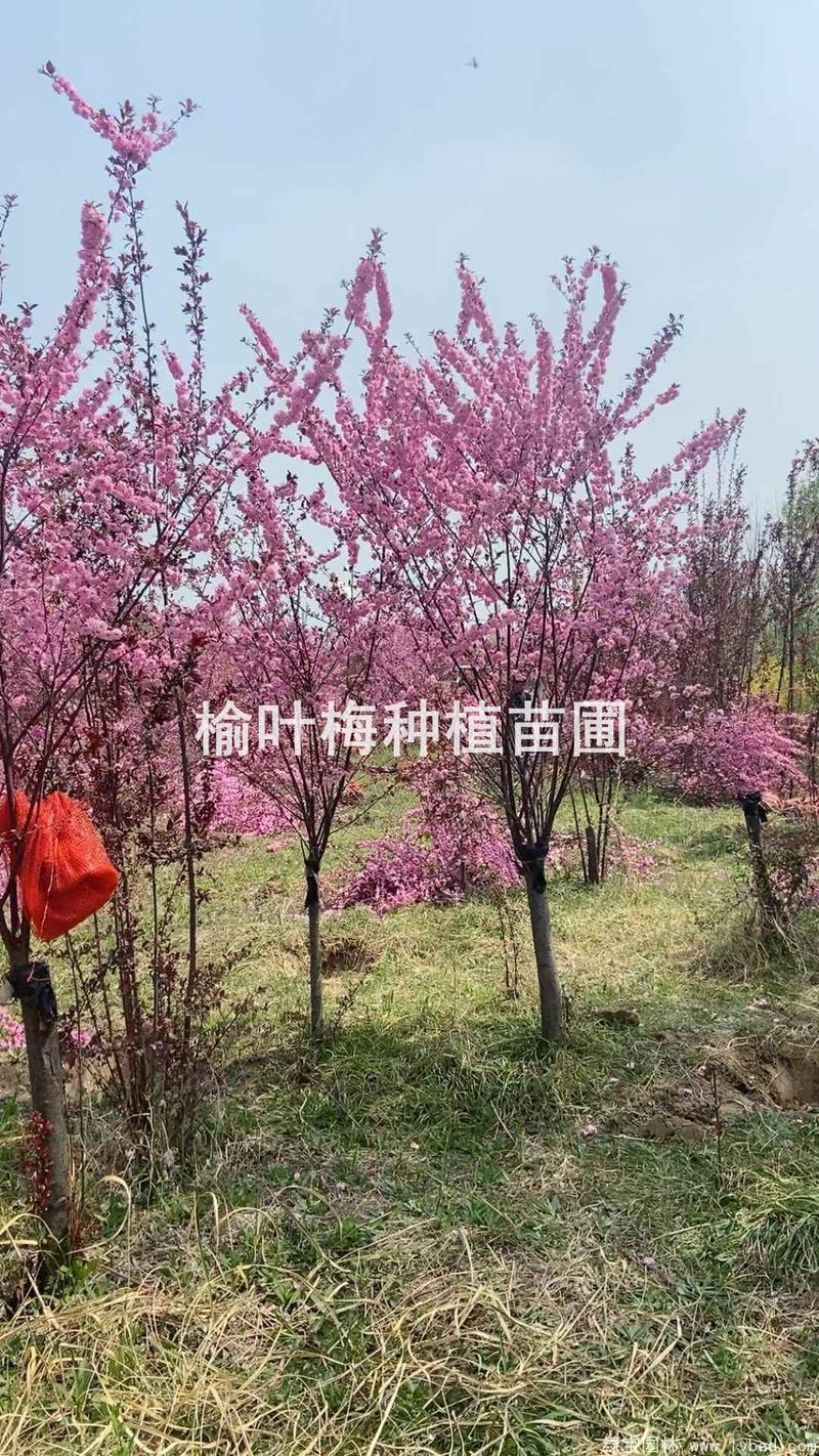 榆叶梅小苗多少钱一颗?2026年价格参考与五大因素影响解析 数量与规格:100棵是折扣分水岭