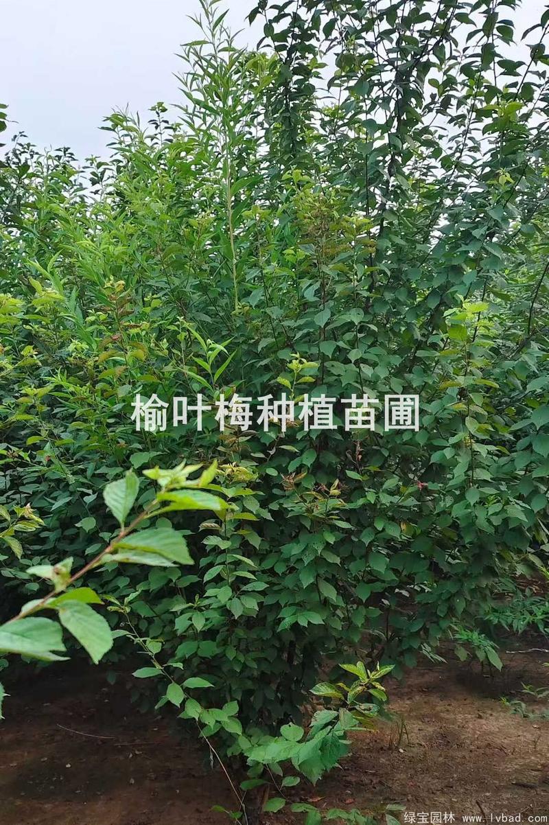榆叶梅小苗多少钱一颗?2026年价格参考与五大因素影响解析 运输与包装:买苗钱只是开始