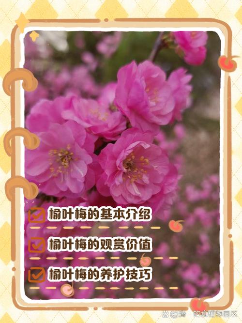 榆叶梅小苗多少钱一颗?2026年价格参考与五大因素影响解析 常见问题(FAQ)