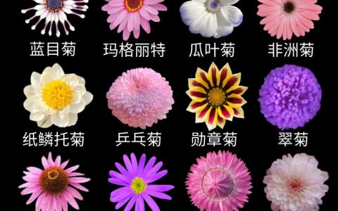 菊花怎么选？从花色花期到养护技巧全解析