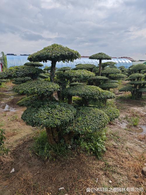 白蜡树四季常青吗?详解落叶习性、气候适应与南北种植指南 土壤适应诊断与改良方案