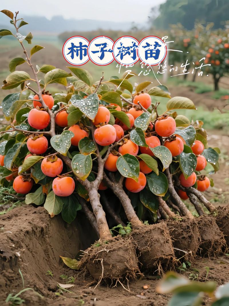 家里种柿子树应该种在什么位置?科学选址让果树年年丰收 传统寓意简述
