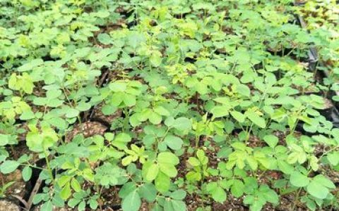 辣木树苗多少钱一棵？规格、产地、季节影响报价