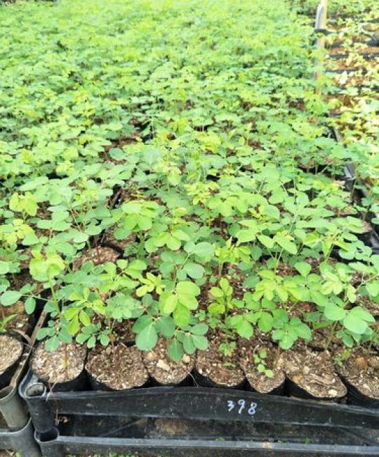辣木树苗多少钱一棵？规格、产地、季节影响报价