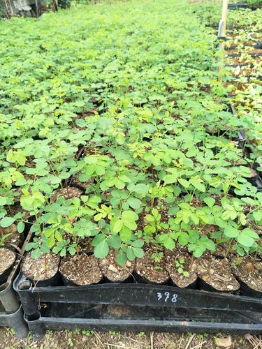 辣木树苗多少钱一棵?规格、产地、季节影响报价 辣木树苗多少钱一棵?规格、产地、季节影响报价
