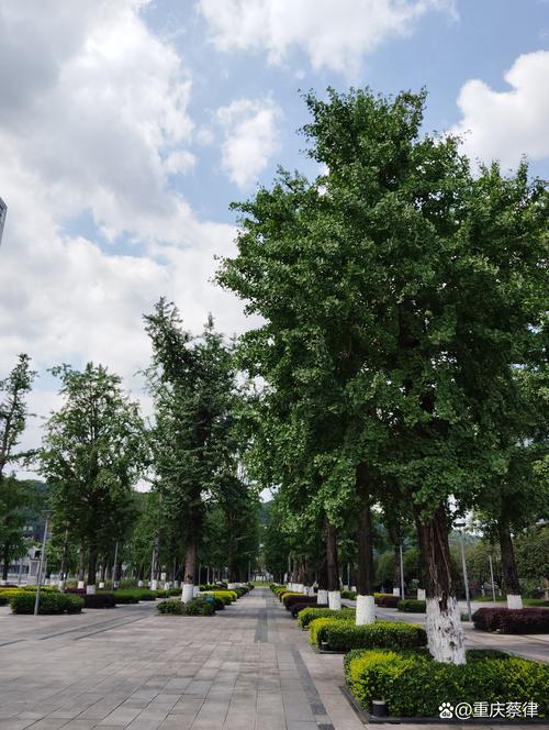 银杏树原产于哪个国家——从起源到行道树应用的完整指南 行道树与庭院规格选型