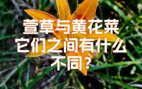 黄花菜与萱草的区别：从食用到观赏的全面解析