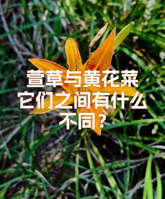 黄花菜与萱草的区别：从食用到观赏的全面解析