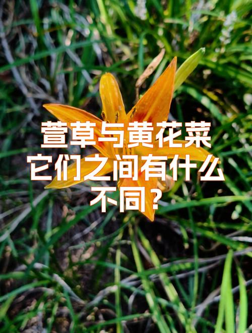 黄花菜与萱草的区别:从食用到观赏的全面解析 黄花菜与萱草的区别:从食用到观赏的全面解析