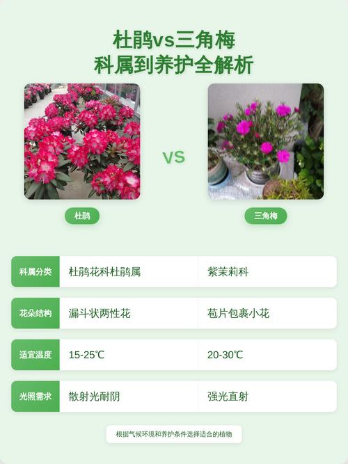 杜鹃花是三角梅吗?两者区别与养护全攻略 二、三角梅:喜阳耐旱的“光之子”