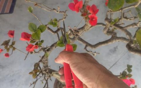 三角梅怎么修剪才能开花多？家庭养护修剪全攻略