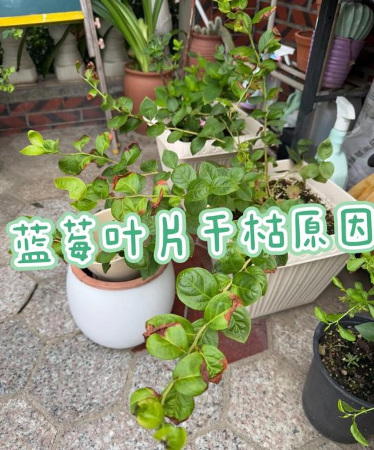 蓝莓叶子干枯怎么补救？5步解决黄叶掉叶问题