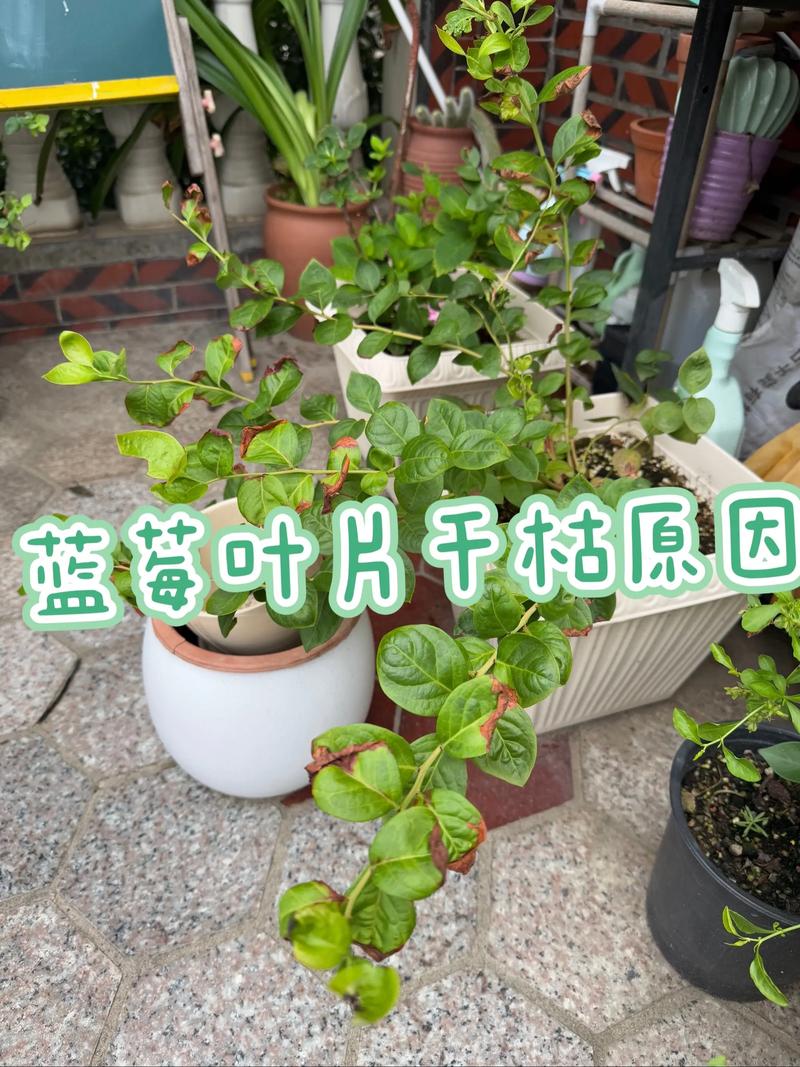 蓝莓叶子干枯怎么补救?5步解决黄叶掉叶问题 蓝莓叶子干枯怎么补救?5步解决黄叶掉叶问题