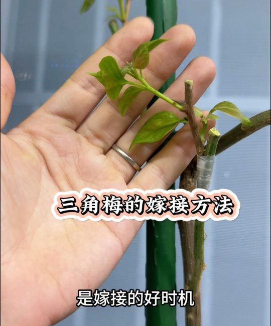三角梅用什么砧木嫁接？科学配比与操作全指南