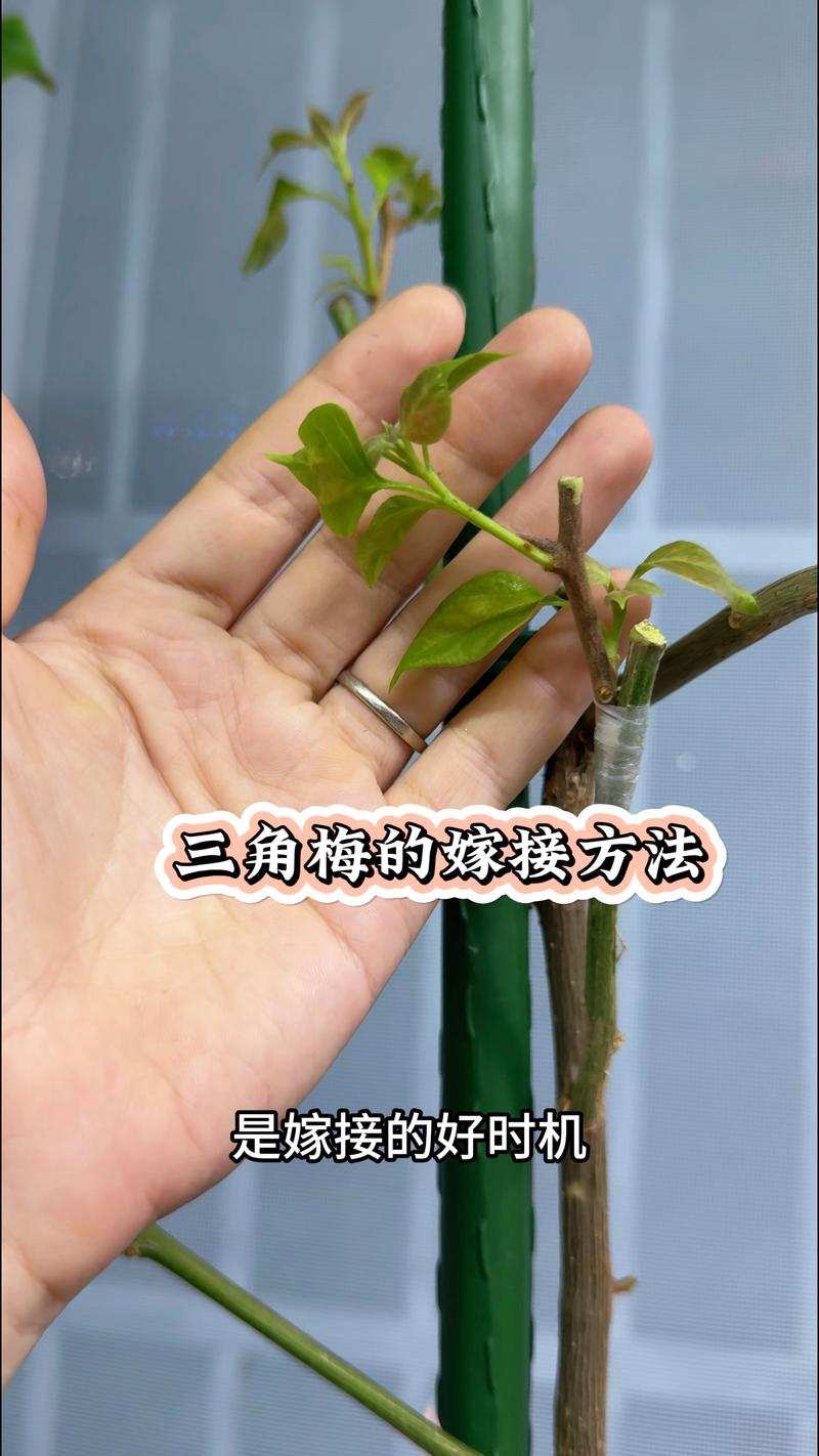 三角梅用什么砧木嫁接?科学配比与操作全指南 三角梅用什么砧木嫁接?科学配比与操作全指南
