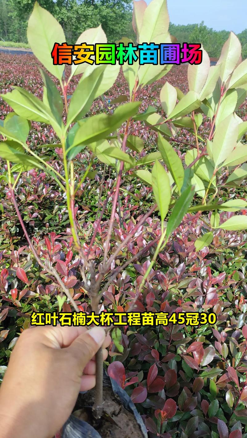 五、运输：物流成本占比10%～30%