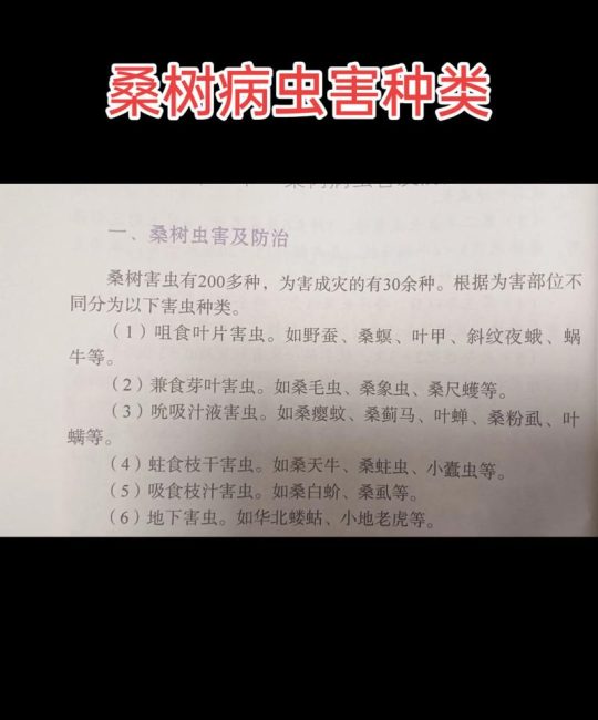 养知了种什么树？最全指南：适合蝉寄生的树木及种植要点