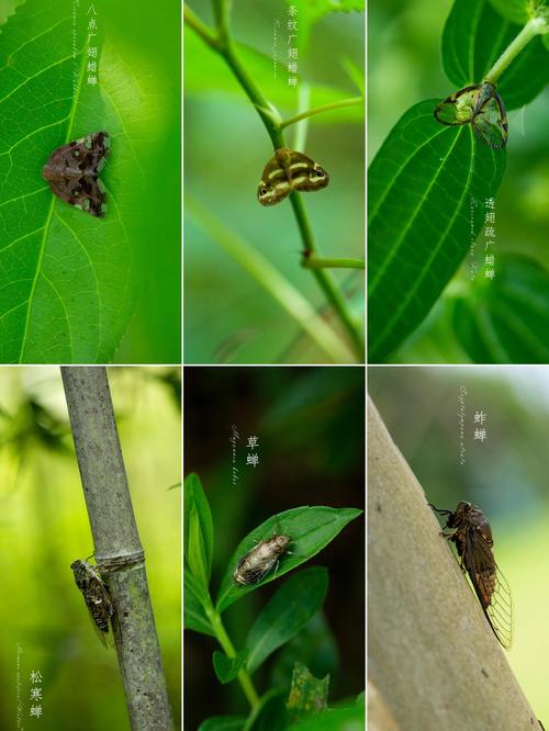 三、种植与养护关键点