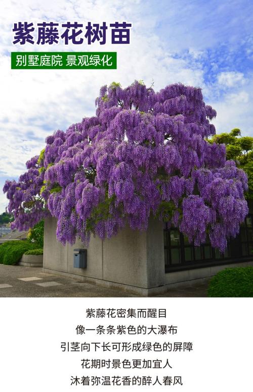 紫藤花种子怎么种?从选种到成苗七步详指南 四、播种深度:埋多深才是“黄金深度”