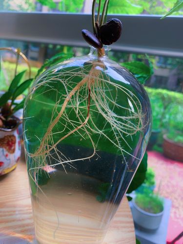 紫藤花种子怎么种?从选种到成苗七步详指南 五、浇定根水:第一次浇水决定成败