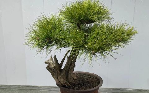 小叶松树盆景怎么养？家庭养护全指南