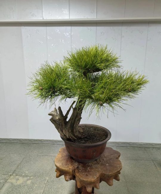 小叶松树盆景怎么养？家庭养护全指南