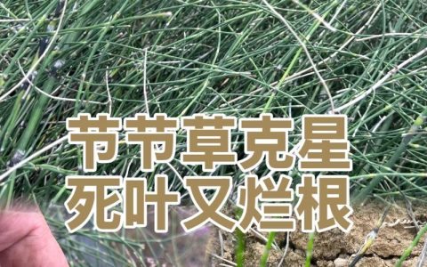 节节草用什么除草剂最有效？3种药剂推荐与防治指南