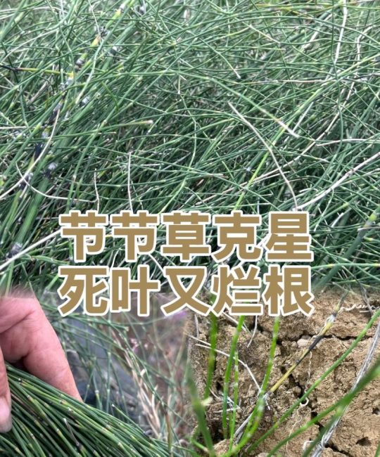 节节草用什么除草剂最有效？3种药剂推荐与防治指南