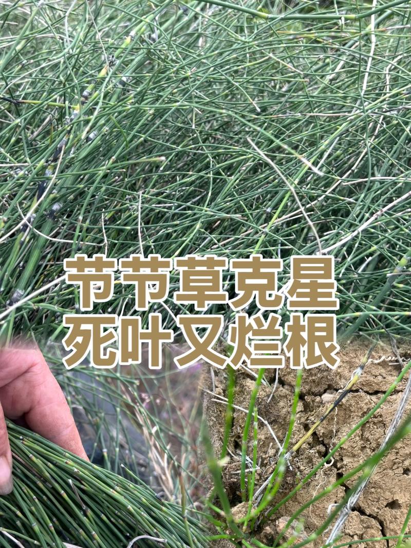 节节草用什么除草剂最有效?3种药剂推荐与防治指南 节节草用什么除草剂最有效?3种药剂推荐与防治指南