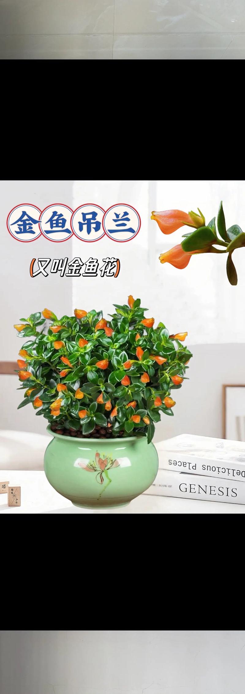 小金鱼花怎么养才能旺盛?6个养护模块帮你养出爆盆小金鱼 修剪:花后轻剪促分枝,保持株型紧凑通风