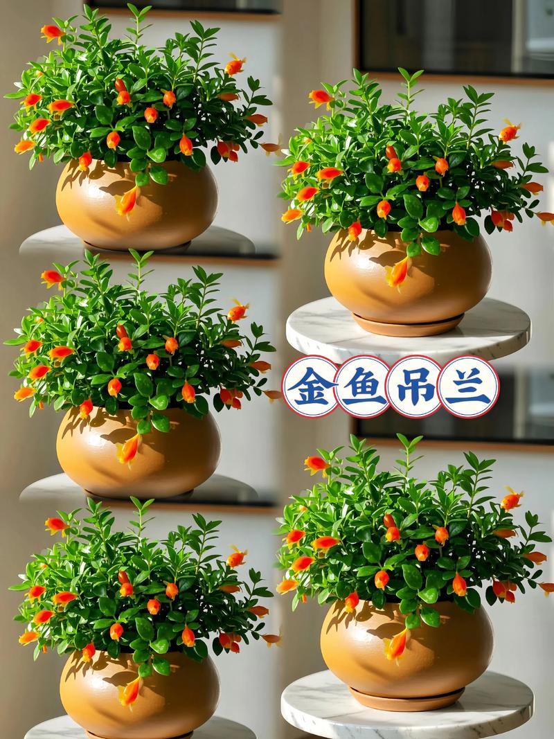 小金鱼花怎么养才能旺盛?6个养护模块帮你养出爆盆小金鱼 越冬越夏:夏季遮阴通风,冬季保温防寒是关键