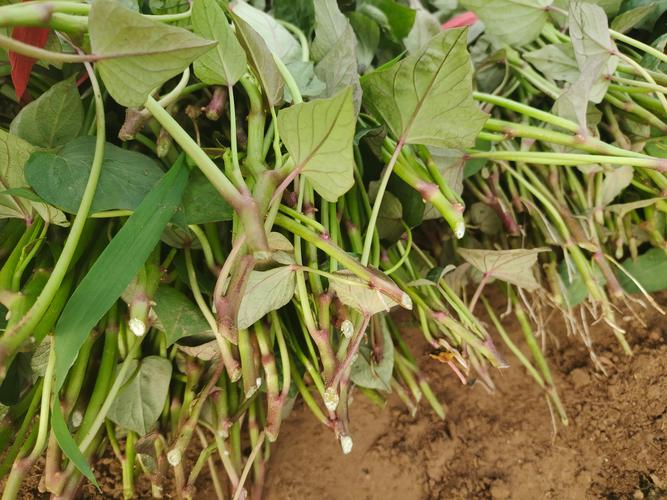 西瓜红红薯高产种植技术全指南 一、适宜时间