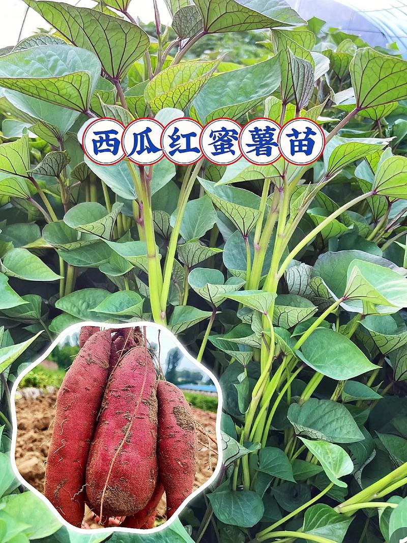 西瓜红红薯高产种植技术全指南 二、土壤环境