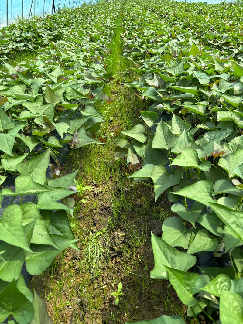 西瓜红红薯高产种植技术全指南 三、栽前处理(种薯处理)